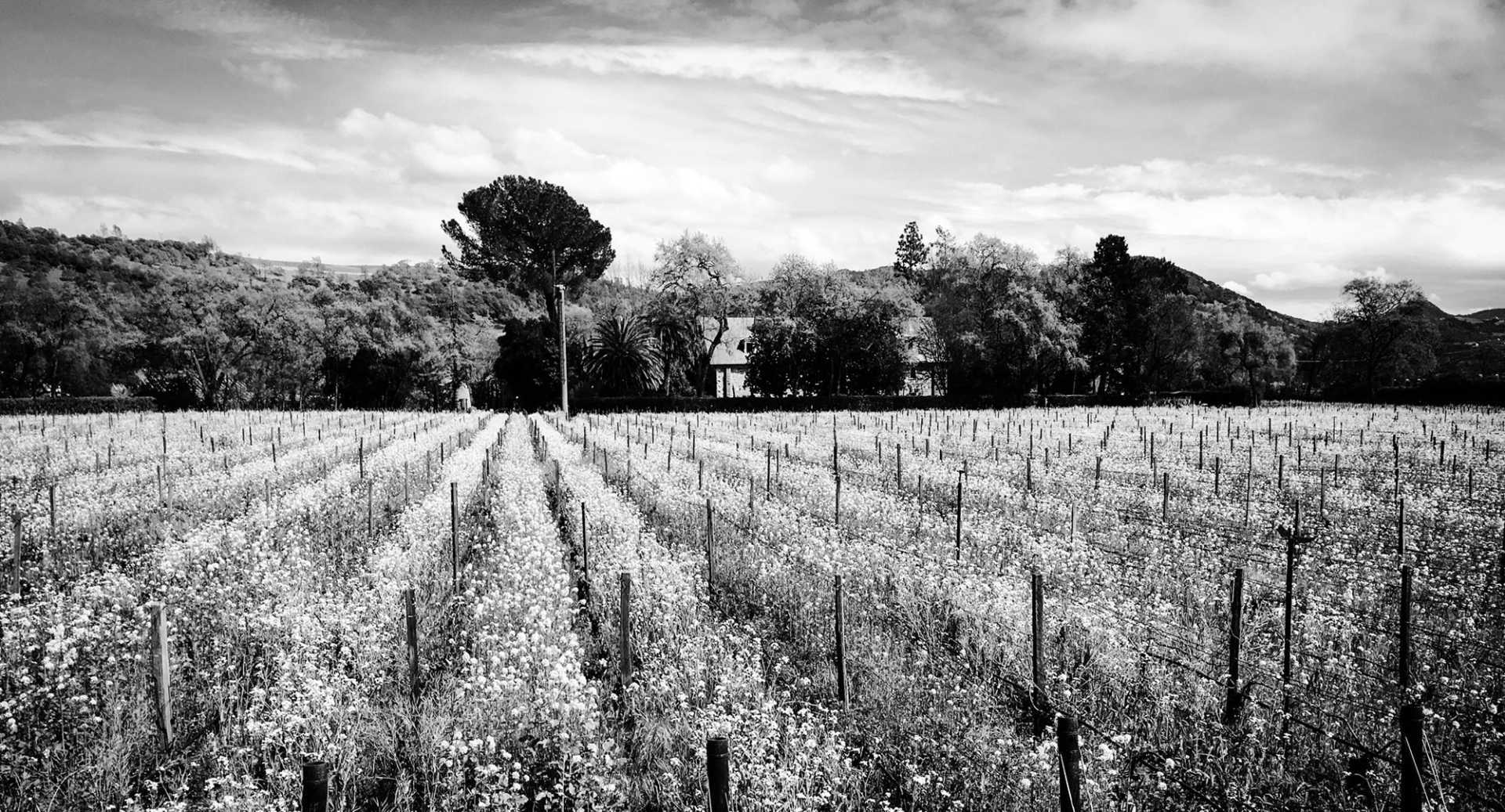 Martin Estate vineyard
